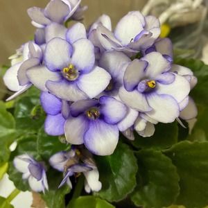 Meet your Posher, Yvonne